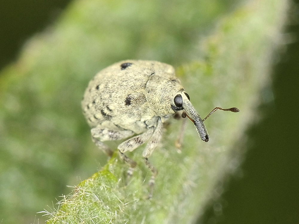 Cionus olivieri?